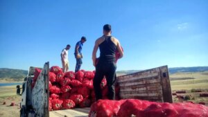 yozgatta sogan hasadi imece usuluyle yapiliyor MPUQOVRY.jpg